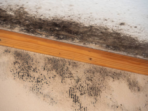 Best Black Mold Removal  in Ruhenstroth, NV
