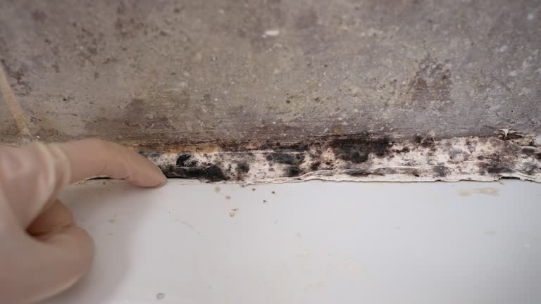 Best Basement Mold Removal  in Ruhenstroth, NV